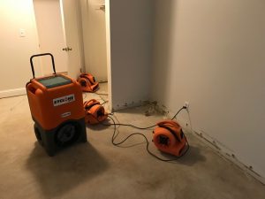 Mold Removal Services in Riverside